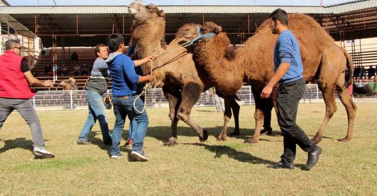 "Pehlivan develer" antrenman yaptı