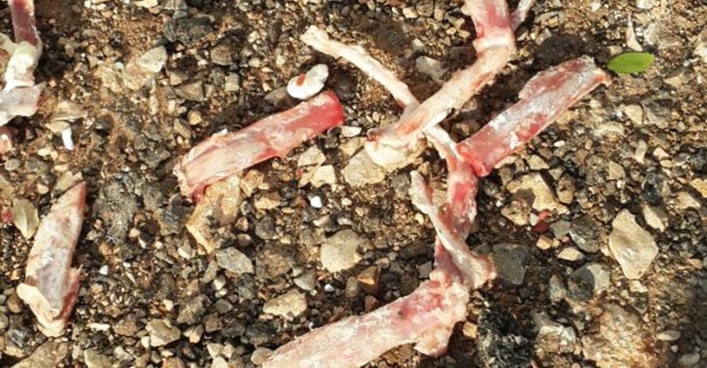 12 köpek ve 2 kediyi zehirlediler