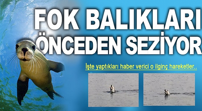 Fok balıkalrı önceden seziyor