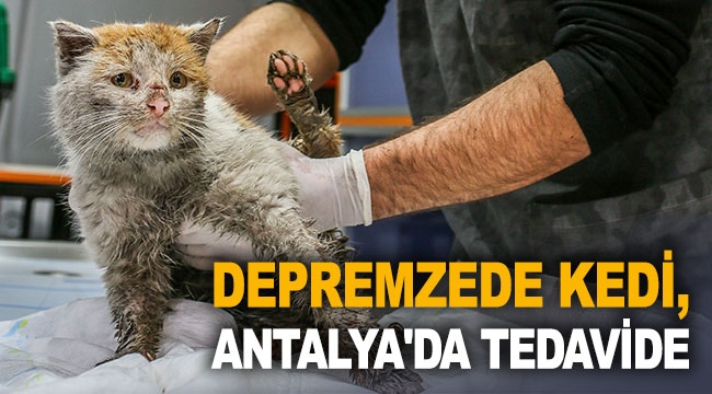 Depremzede kedi, Antalya'da tedavide
