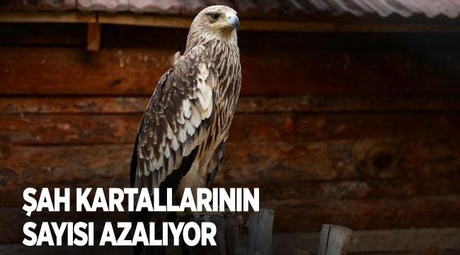 Şah kartallarının sayısı azalıyor