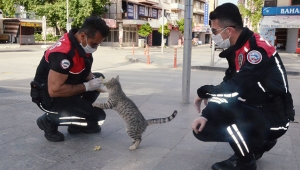 Aç kalan kediyi, yunus ekibi besledi