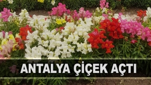 Antalya çiçek açtı