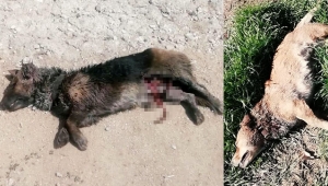 Başıboş pitbull, 2 sokak köpeğini parçaladı