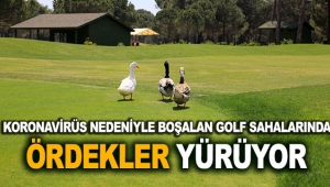 Boşalan golf sahalarında ördekler yürüyor