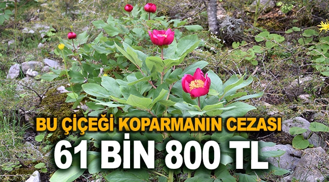 Bu çiçeği koparmanın cezası 61 bin 800 TL