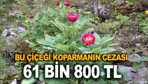 Bu çiçeği koparmanın cezası 61 bin 800 TL