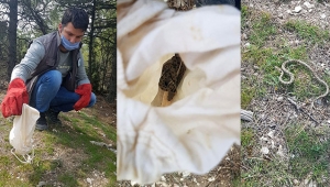 Osmanlı engereği doğaya bırakıldı