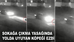 Sokağa çıkma yasağında yolda uyuyan köpeği ezdi