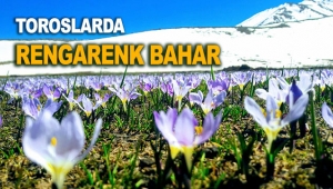 Toroslarda rengarenk bahar
