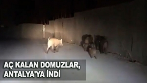 Aç kalan domuzlar, Antalya'ya indi