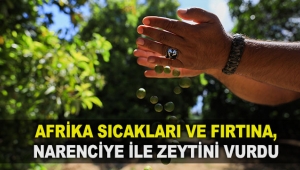 Afrika sıcakları ve fırtına, narenciye ile zeytini vurdu