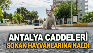 Antalya caddeleri sokak hayvanlarına kaldı
