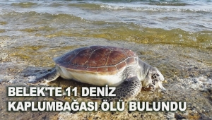 Belek'te 11 deniz kaplumbağası ölü bulundu
