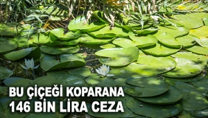 Bu çiçeği koparana 146 bin lira ceza