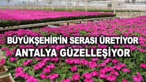 Büyükşehir'in serası üretiyor Antalya güzelleşiyor
