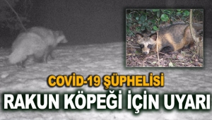 Covid-19 şüphelisi rakun köpeği için uyarı