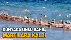 Dünyaca ünlü sahil, martılara kaldı