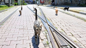 Kedilerin sosyal mesafe kuralı gülümsetti