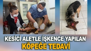 Kesici aletle işkence yapılan köpeğe tedavi