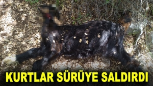 Kurtlar sürüye saldırdı