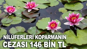 Nilüferleri koparmanın cezası 146 bin TL