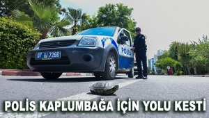Polis kaplumbağa için yolu kesti