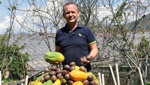 Tropik meyve üretimi artıyor
