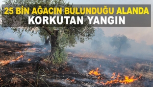 25 bin ağacın bulunduğu alanda korkutan yangın