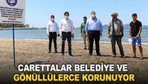 Carettalar belediye ve gönüllülerce korunuyor