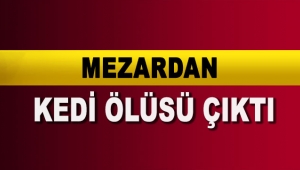Mezardan kedi ölüsü çıktı