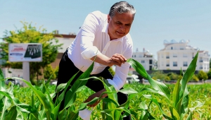 Muratpaşa'da mısırlar büyüyor
