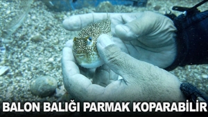 Prof. Dr. Gökoğlu: Balon balığı parmak koparabilir