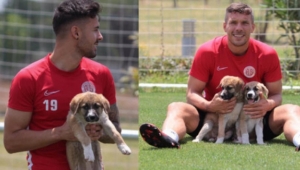 Yavru köpeklere, Antalyaspor sahip çıktı