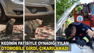 Yılan otomobile girdi, çıkarılamadı