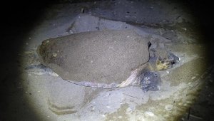 Caretta caretta 21 yıl sonra aynı sahile yumurta bıraktı