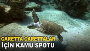 Caretta carettalar için kamu spotu