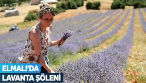 Elmalı'da lavanta şöleni