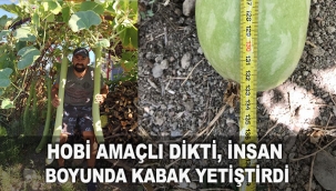 Hobi amaçlı dikti, insan boyunda kabak yetiştirdi