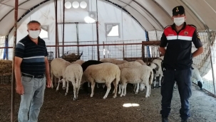 Kayıp hayvanlar bulundu