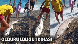 Köpek balığının turistlere gösterilmek için öldürüldüğü iddiası