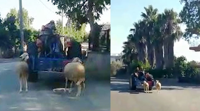 Koyunları traktörün arkasına bağlayarak götürdü