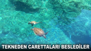 Tekneden caretta carettaları beslediler