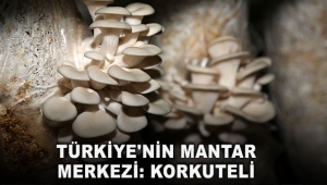 Türkiye'nin mantar merkezi: Korkuteli