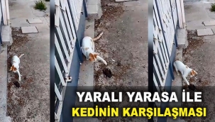 Yaralı yarasa ile kedinin karşılaşması