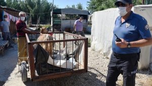 Hırsız sanılıp ihbar edildi, keçinin sahibi olduğu anlaşıldı