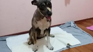 Sokak köpeği Tokyo yeni hayatına yeni ailesiyle başladı