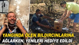 Yangında ölen bıldırcınlarına ağlarken, yenileri hediye edildi