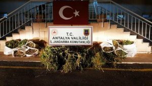 Yetiştirdikleri kenevirleri toplarken yakalandılar