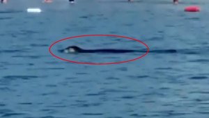 Akdeniz foku, Antalya'da turistlerle yüzdü